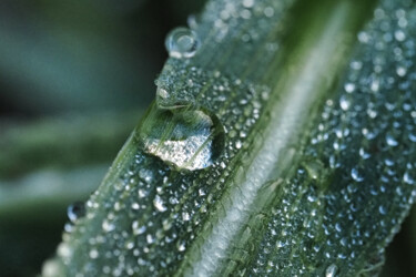 Fotografie getiteld "Dew drops #2" door Vincenzo Izzo, Origineel Kunstwerk, Digitale fotografie