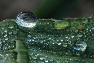 Photography titled "Dew drops #3" by Vincenzo Izzo, Original Artwork, Digital Photography
