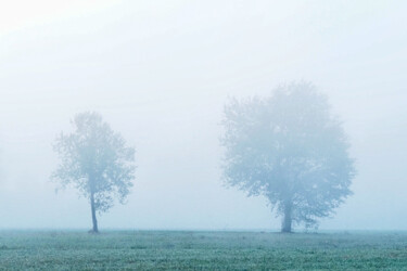 Fotografia intitolato "Two trees shrouded…" da Vincenzo Izzo, Opera d'arte originale, Fotografia digitale