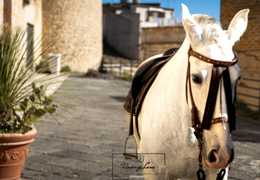 Fotografie mit dem Titel "White Horse" von Vincenzo Lana, Original-Kunstwerk, Digitale Fotografie Auf Holzplatte montiert