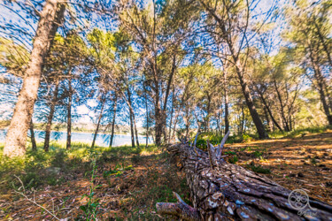 Fotografia zatytułowany „trunk in nature” autorstwa Vincenzo Lana, Oryginalna praca, Fotografia cyfrowa Zamontowany na Panel…