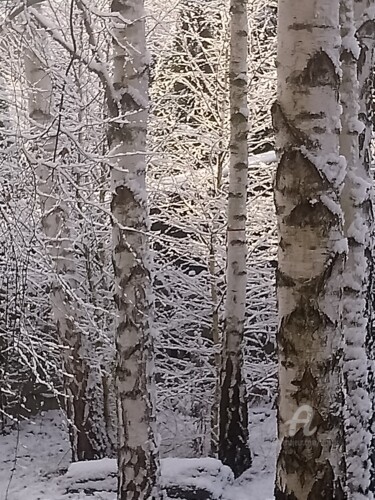 Fotografia zatytułowany „Birches in the wint…” autorstwa Viola Gr, Oryginalna praca, Fotografia cyfrowa
