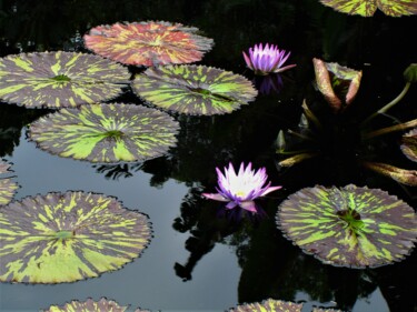 Fotografie mit dem Titel "Waterlily" von Virginie B, Original-Kunstwerk, Digitale Fotografie
