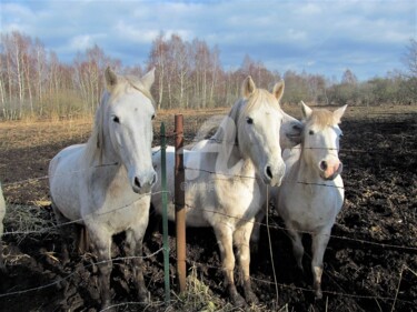 Photography titled "le cheval qui murmu…" by Virginie Dartois, Original Artwork, Non Manipulated Photography