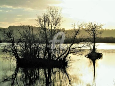 Photographie intitulée "L'arbre qui s"échap…" par Virginie Dartois, Œuvre d'art originale, Photographie non manipulée