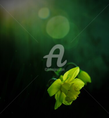 Photographie intitulée "Regard sur Narcisse" par Virginie Dartois, Œuvre d'art originale, Photographie numérique