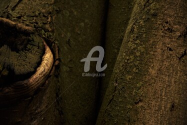 Photographie intitulée "Subtilité d'un arbre" par Virginie Dartois, Œuvre d'art originale, Photographie numérique