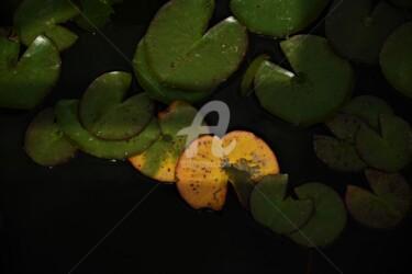 Fotografia zatytułowany „Orange botanique” autorstwa Virginie Dartois, Oryginalna praca, Fotografia cyfrowa