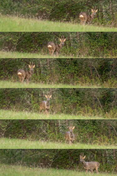 Fotografía titulada "Rencontre au sommet" por Virginie Gérôme, Obra de arte original, Fotografía digital