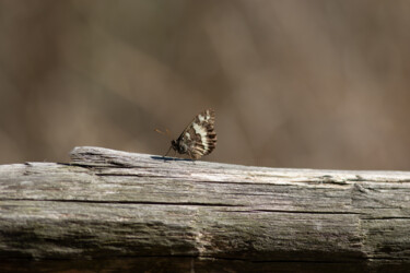 摄影 标题为“Papillon” 由Virginie Gérôme, 原创艺术品, 数码摄影