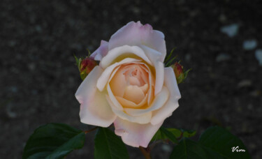Fotografia intitulada "Rose-2.jpg" por Virginie Mérimée (Vim), Obras de arte originais