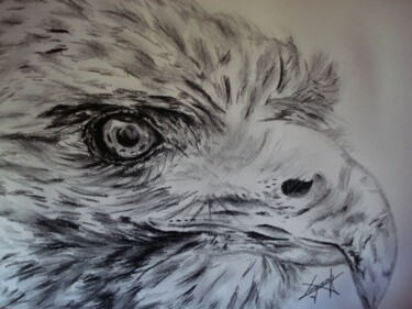 Drawing titled "rapace-1.jpg" by Virginier, Original Artwork, Graphite