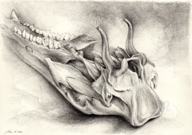 Zeichnungen mit dem Titel "Wild boar skull and…" von Adriana Mueller, Original-Kunstwerk, Tinte