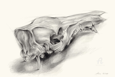 Tekening getiteld "Wild boar skull and…" door Adriana Mueller, Origineel Kunstwerk, Potlood