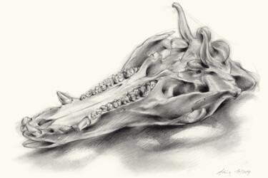 Drawing titled "Wild boar skull and…" by Adriana Mueller, Original Artwork, Pencil