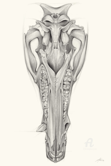 图画 标题为“Wild boar skull and…” 由Adriana Mueller, 原创艺术品, 铅笔