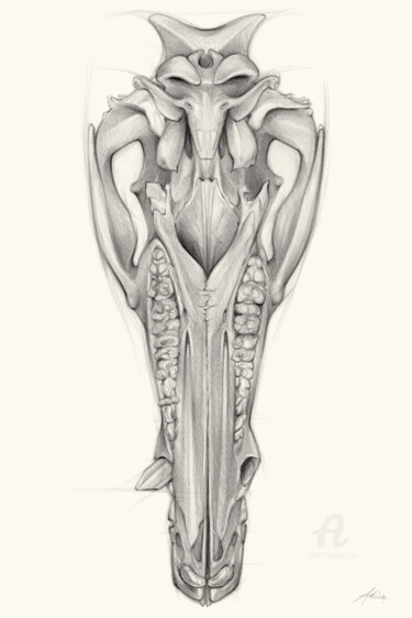 Dessin intitulée "Wild boar skull and…" par Adriana Mueller, Œuvre d'art originale, Crayon