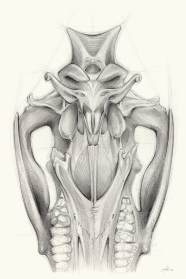 Desenho intitulada "Wild boar skull and…" por Adriana Mueller, Obras de arte originais, Lápis