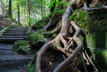 "Root and way up" başlıklı Fotoğraf Adriana Mueller tarafından, Orijinal sanat, Dijital Fotoğrafçılık