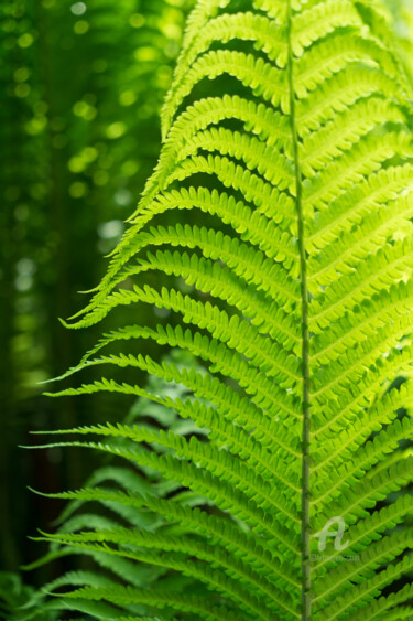 Fotografie getiteld "Green fern leaf in…" door Adriana Mueller, Origineel Kunstwerk, Digitale fotografie