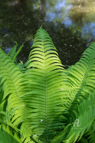 Fotografia intitolato "Green fern leaves a…" da Adriana Mueller, Opera d'arte originale, Fotografia digitale