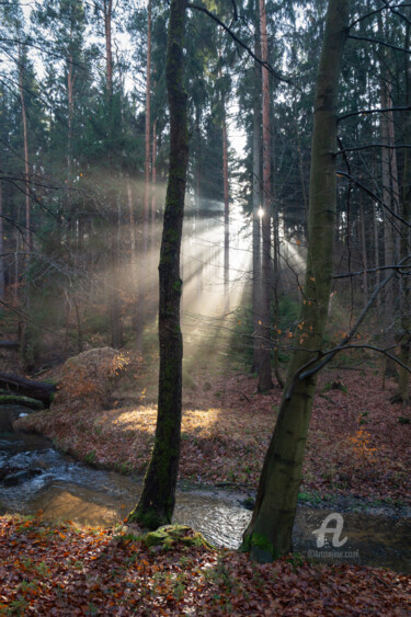 Photographie intitulée "Winter light in the…" par Adriana Mueller, Œuvre d'art originale, Photographie numérique