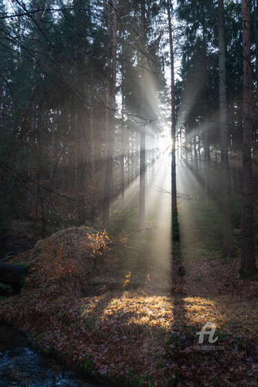 Фотография под названием "Winter light in the…" - Adriana Mueller, Подлинное произведение искусства, Цифровая фотография