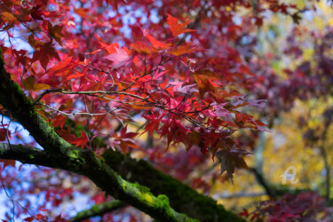 Fotografia intitolato "Red leaves" da Adriana Mueller, Opera d'arte originale, Fotografia digitale