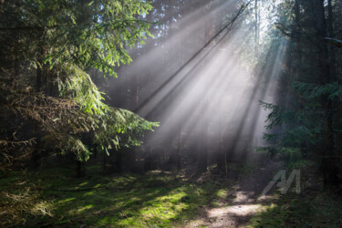 Rays of light in the forest 3 Photography titled "Rays of light in th…" by Adriana Mueller, Original Art, Digital Photography