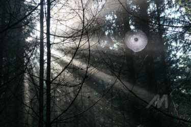 Rays of light in the forest 2 Photography titled "Rays of light in th…" by Adriana Mueller, Original Art, Digital Photography