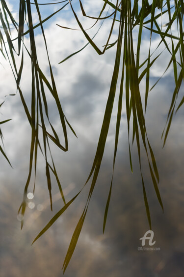 Photography titled "Reflection of reeds…" by Adriana Mueller, Original Artwork, Digital Photography