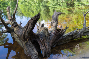 Photographie intitulée "Root and reflection…" par Adriana Mueller, Œuvre d'art originale, Photographie numérique