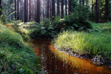 Fotografia zatytułowany „Green grass and red…” autorstwa Adriana Mueller, Oryginalna praca, Fotografia cyfrowa