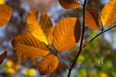 Fotografia zatytułowany „Golden brown leaves” autorstwa Adriana Mueller, Oryginalna praca, Fotografia cyfrowa