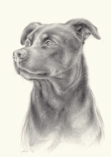 Drawing titled "Zeus 1, dog portrait" by Adriana Mueller, Original Artwork, Pencil