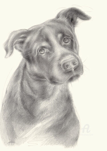 Drawing titled "Zeus 2, dog portrait" by Adriana Mueller, Original Artwork, Pencil