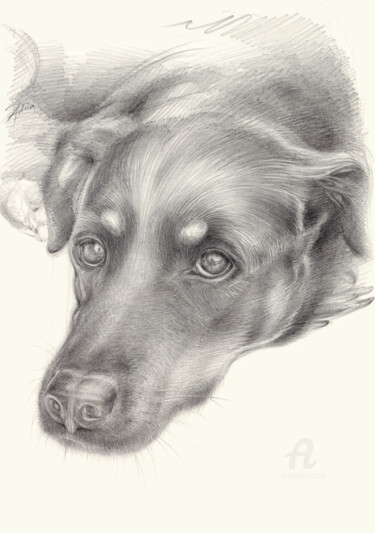 Drawing titled "Diana 2, dog portra…" by Adriana Mueller, Original Artwork, Pencil