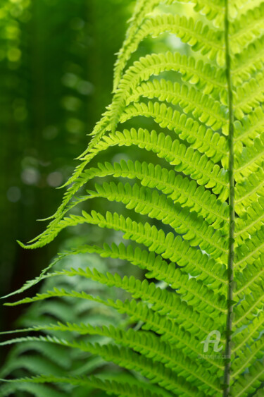 Photographie intitulée "Green fern and summ…" par Adriana Mueller, Œuvre d'art originale, Photographie numérique