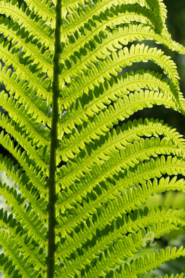 Fotografie getiteld "Green fern leaf and…" door Adriana Mueller, Origineel Kunstwerk, Digitale fotografie