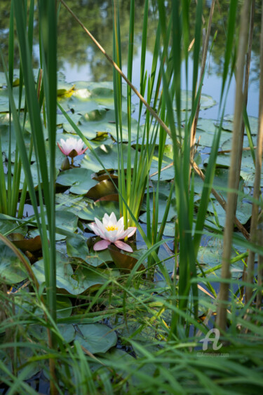 Fotografie getiteld "Flowering water lil…" door Adriana Mueller, Origineel Kunstwerk, Digitale fotografie