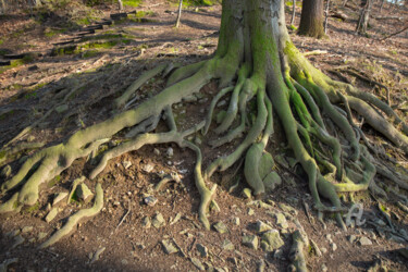 摄影 标题为“An old tree. Rooted…” 由Adriana Mueller, 原创艺术品, 数码摄影