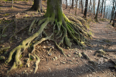 "An old tree. Rooted…" başlıklı Fotoğraf Adriana Mueller tarafından, Orijinal sanat, Dijital Fotoğrafçılık