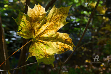 Fotografia intitolato "Golden maple leaf a…" da Adriana Mueller, Opera d'arte originale, Fotografia digitale