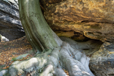 Фотография под названием "A tree, its strong…" - Adriana Mueller, Подлинное произведение искусства, Цифровая фотография