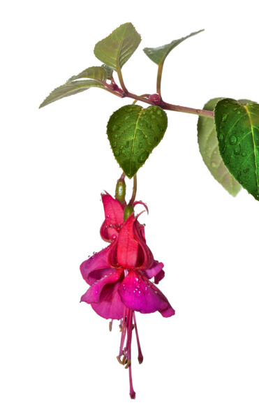 Photography titled "Fuchsia" by Vitaly Moiseev, Original Artwork, Digital Photography