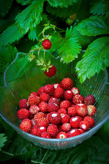 Photography titled ""Wild strawberries"" by Vitaly Moiseev, Original Artwork, Digital Photography