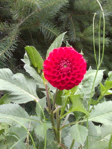 Photographie intitulée "DAHLIA" par Véronique Lachenal, Œuvre d'art originale, Photographie numérique