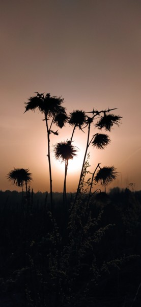 Photographie intitulée "Thistle at sunset" par Valeriy Suetin, Œuvre d'art originale, Photographie numérique