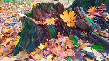 Fotografie mit dem Titel "Сolors of autumn" von Valeriy Suetin, Original-Kunstwerk, Digitale Fotografie