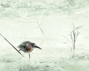 Цифровое искусство под названием "Green Heron Hunting" - W Goodwin, Подлинное произведение искусства